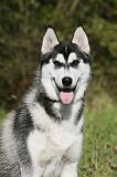 SIBERIAN HUSKY 894